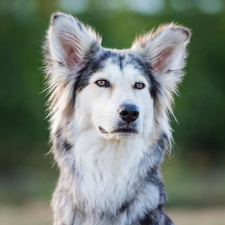 Border Collie Husky Mix – The Perfect Blend