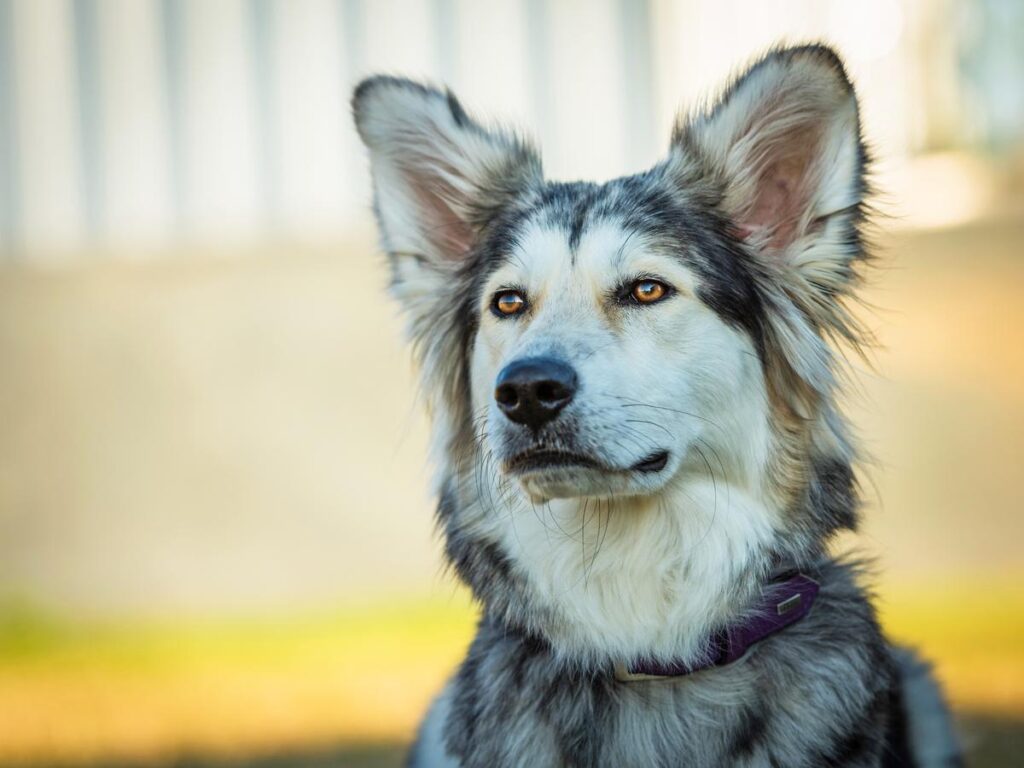 border collie mix with husky