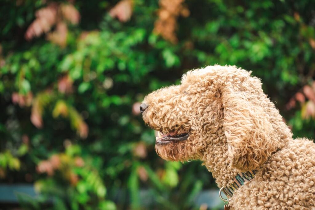 Mini Aussiedoodle full grown