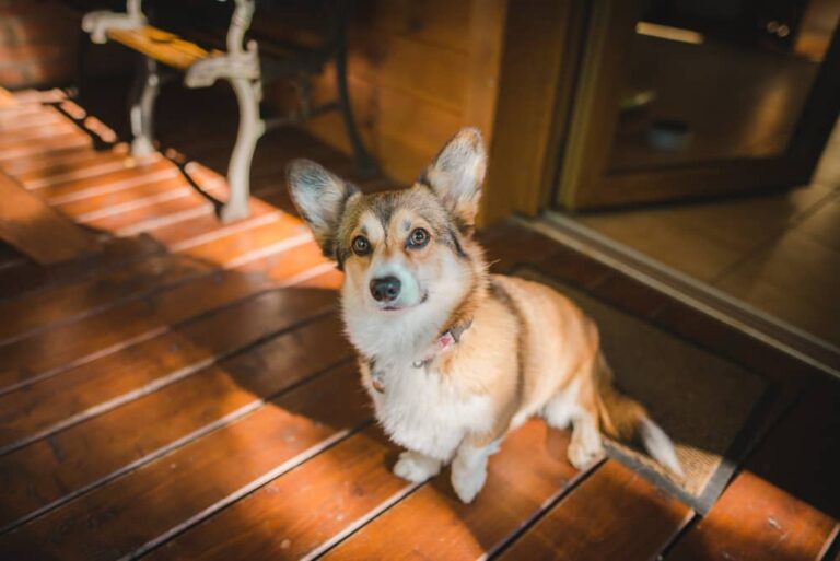 My Dog Fell Down the Stairs and is Limping Now MetaWoofs