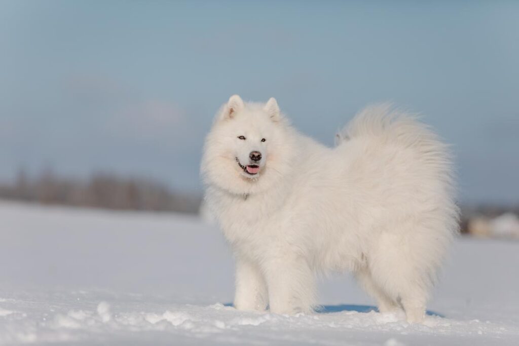 Samoyed Pomeranian Mix