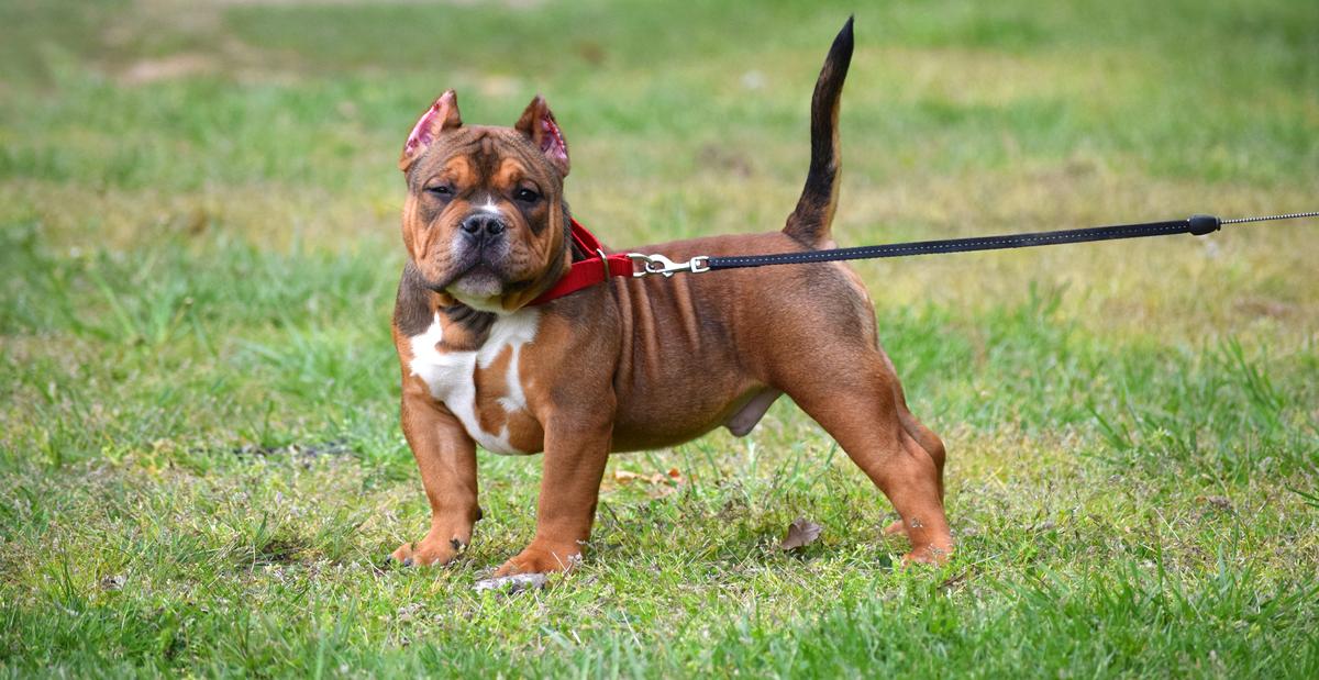 Tri Color Lader Tri Color Bully: A Striking and Strong Companion - MetaWoofs