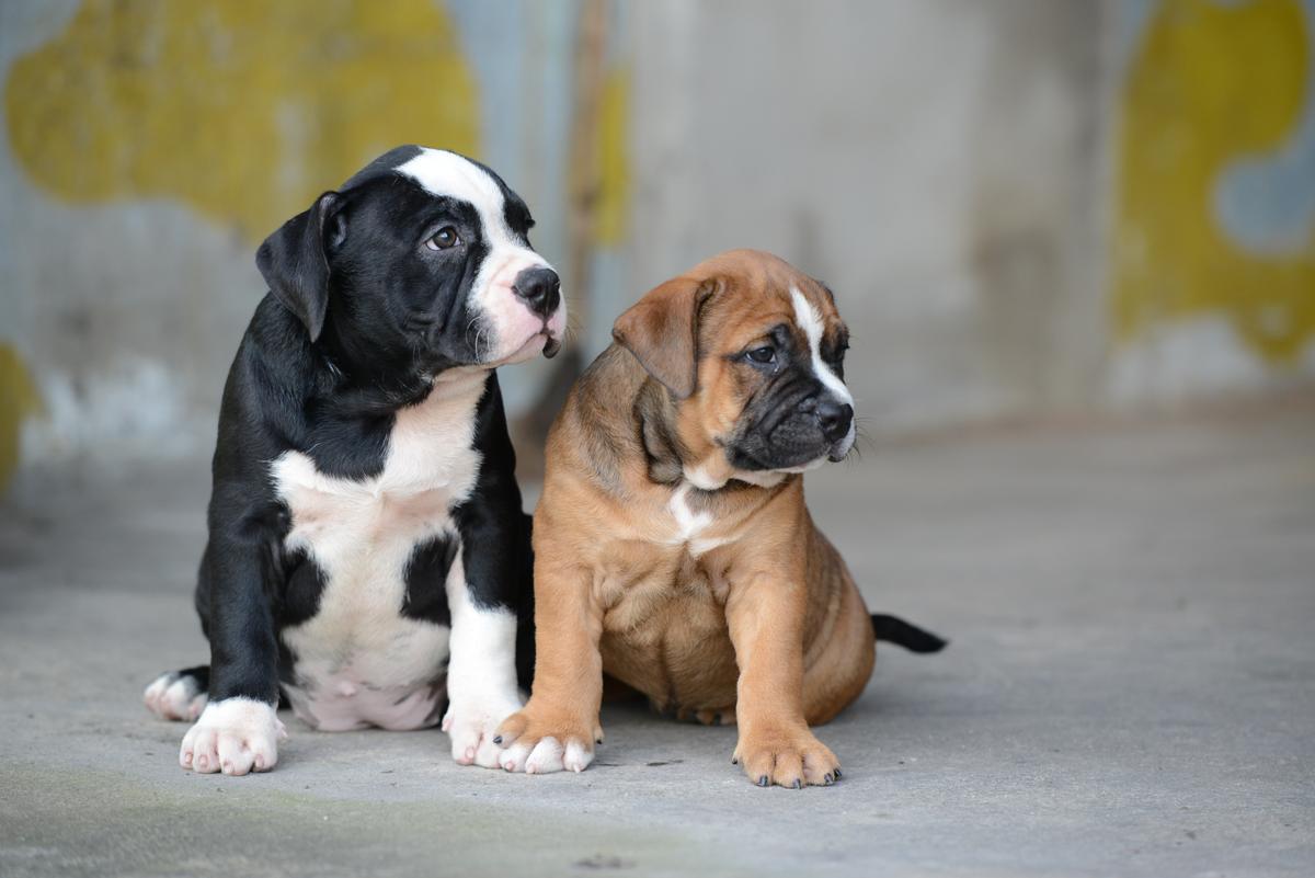 Tri Color Bully: A Striking and Strong Companion - MetaWoofs