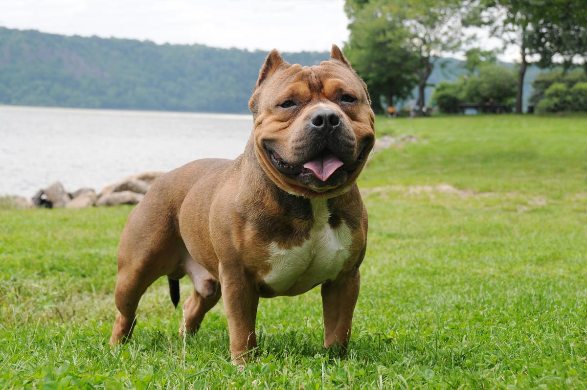 Tri Color Bully: A Striking and Strong Companion - MetaWoofs