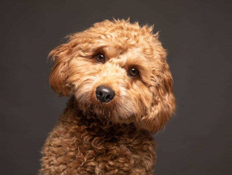 Cavadoodle: Ultimate Guide to Your Fuzzy Friend