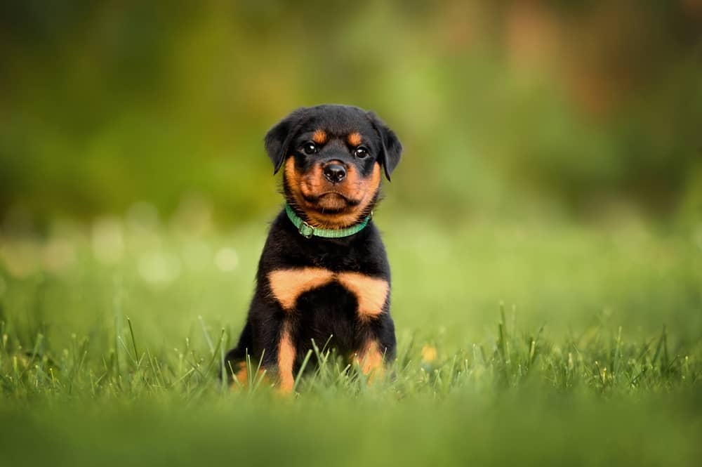 Are Seresto Collars Safe for Pregnant Dogs?