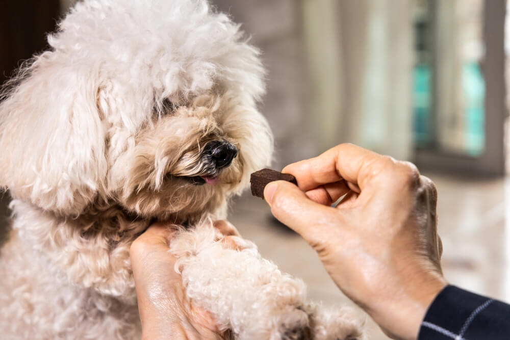 Can You Board a Dog with Heartworms?