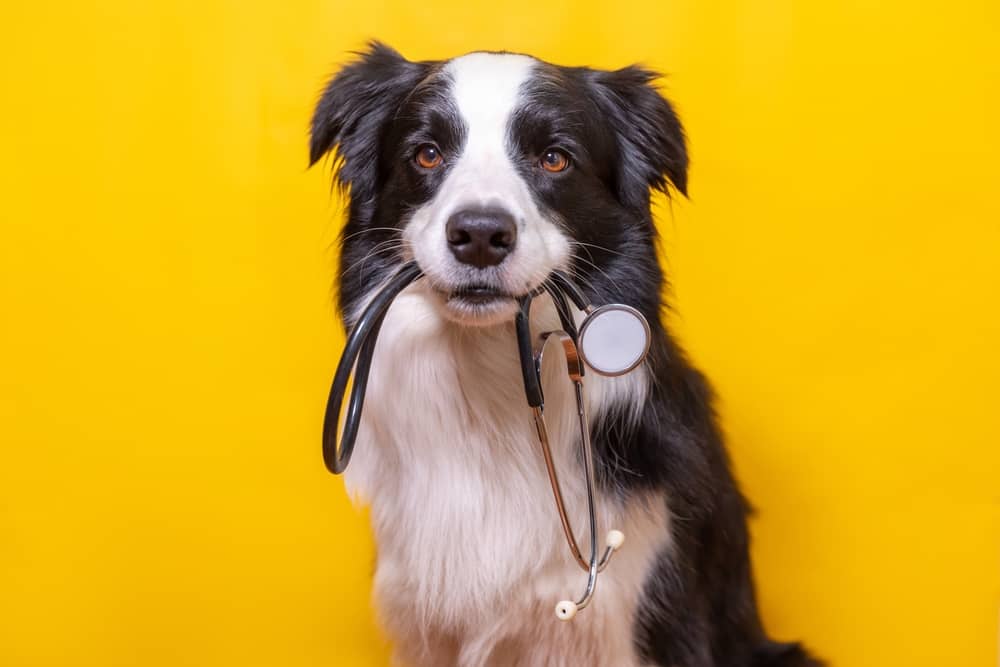 Can You Put a Flea Collar on a Nursing Dog,Bravecto for Dogs,can you Put a flea collar on a pregnant dog,Revolution for Dogs,Seresto Flea Collar