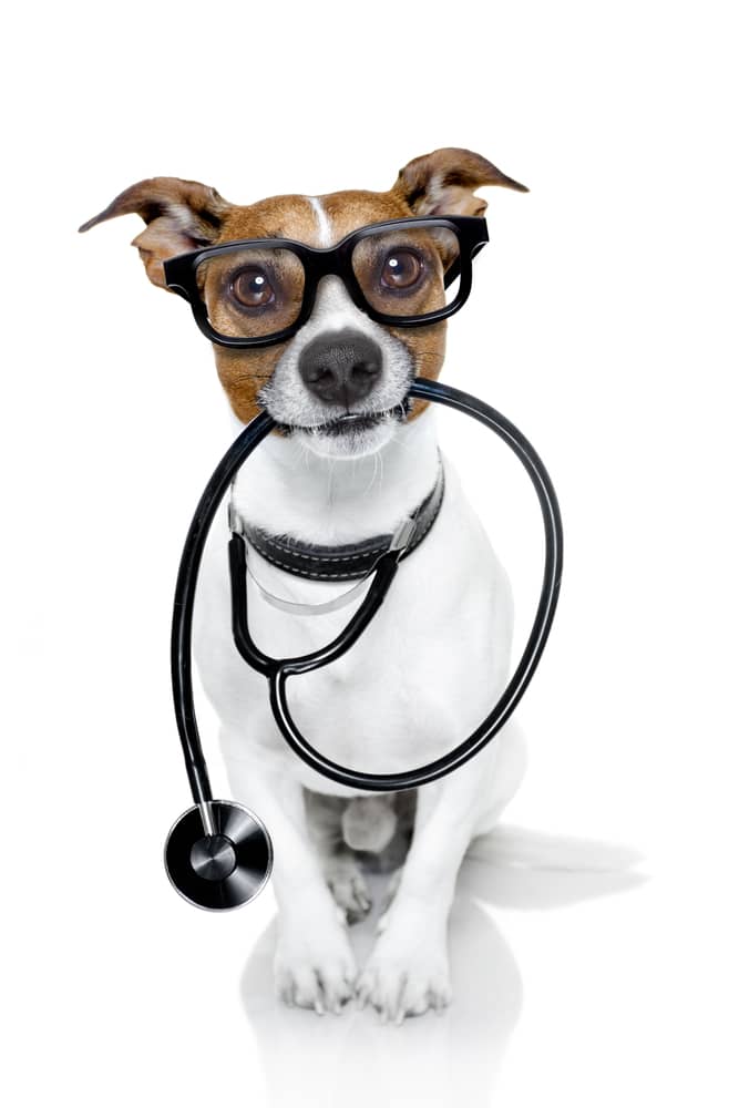 Can You Put a Flea Collar on a Nursing Dog