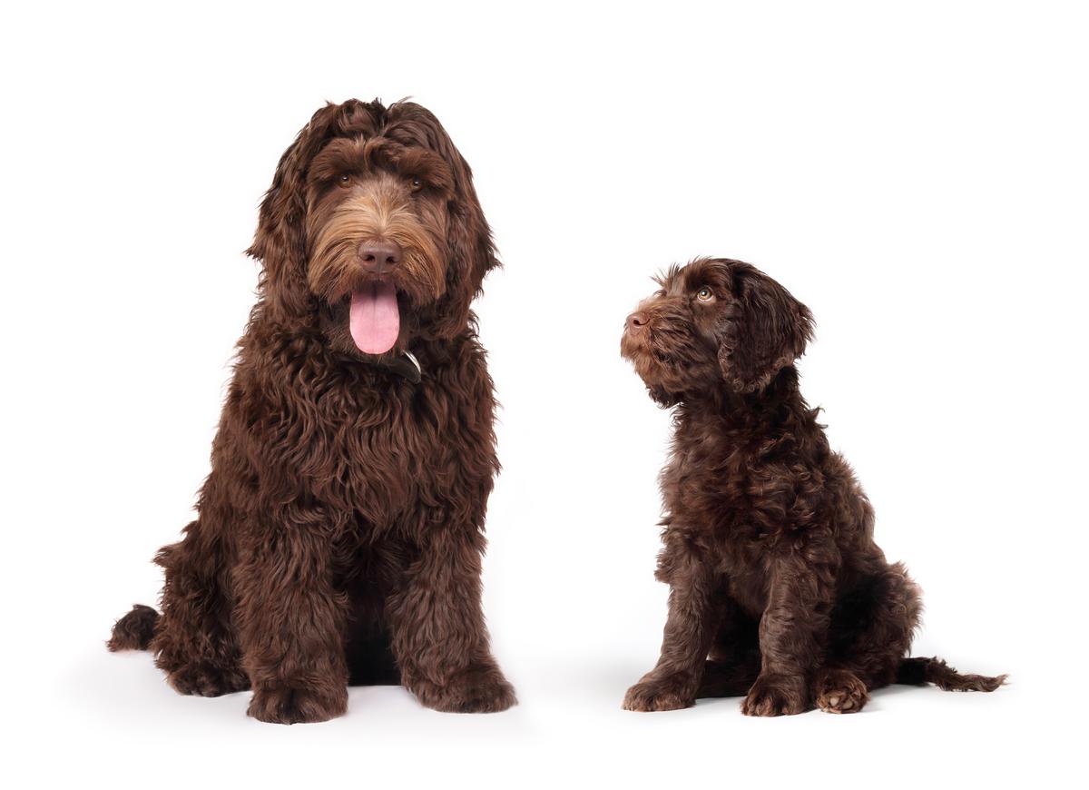 Chocolate Australian Labradoodle - Adorable Crossbreed