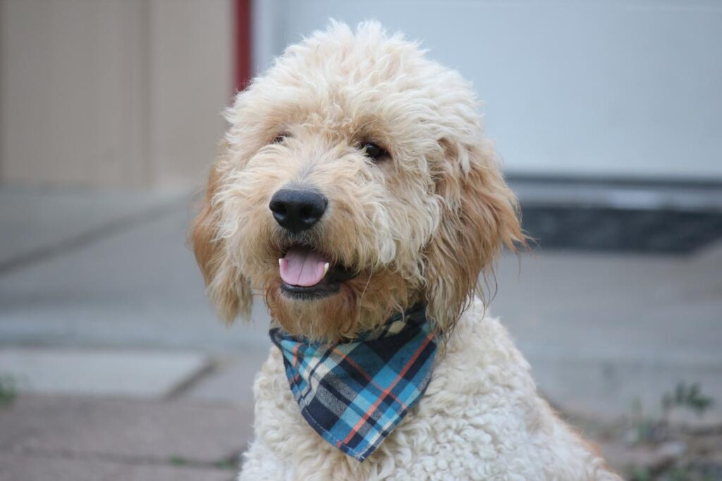 f1bb mini golden doodles