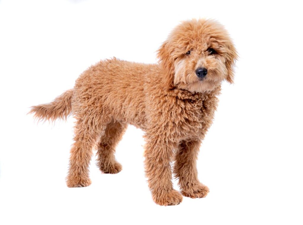 f1bb mini goldendoodle full grown