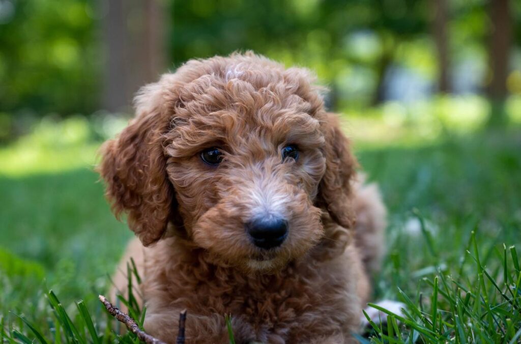 f1bb mini goldendoodle full grown