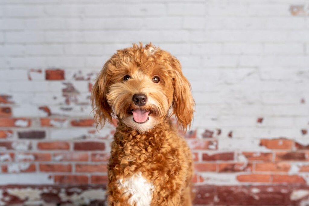 f1bb mini goldendoodle