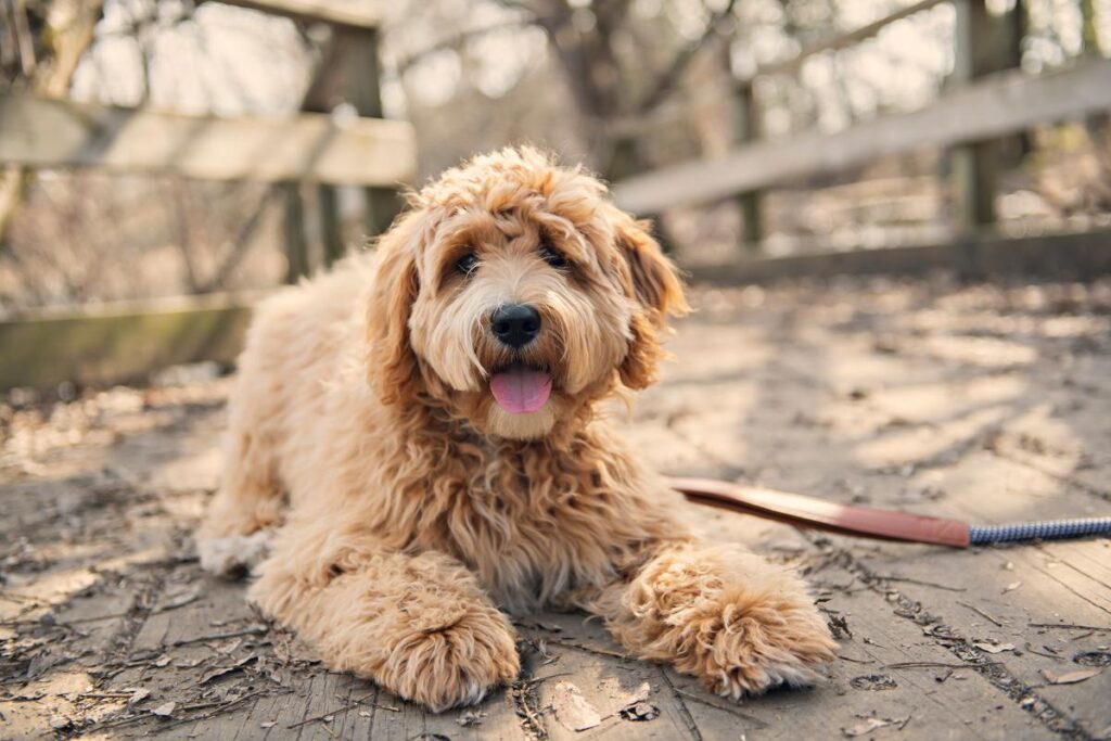 f1bb mini goldendoodle