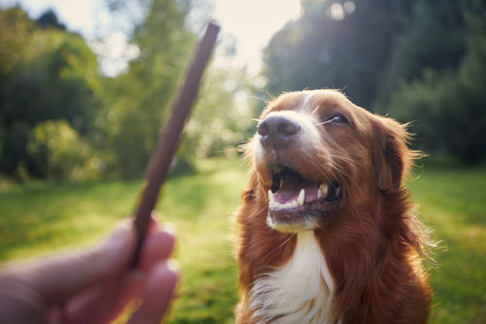 How Much Does It Cost to Train a Duck Dog