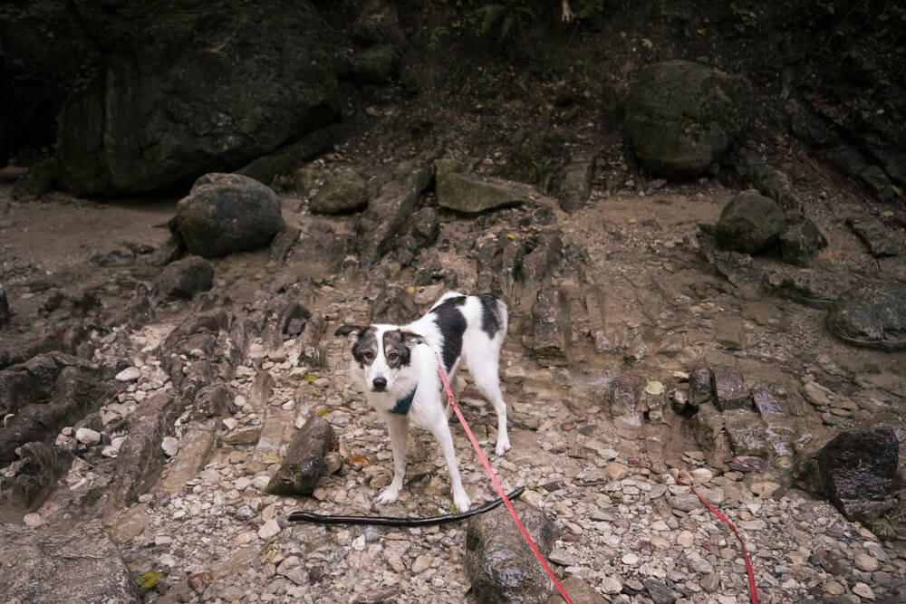 How Much Does It Cost to Train a Duck Dog