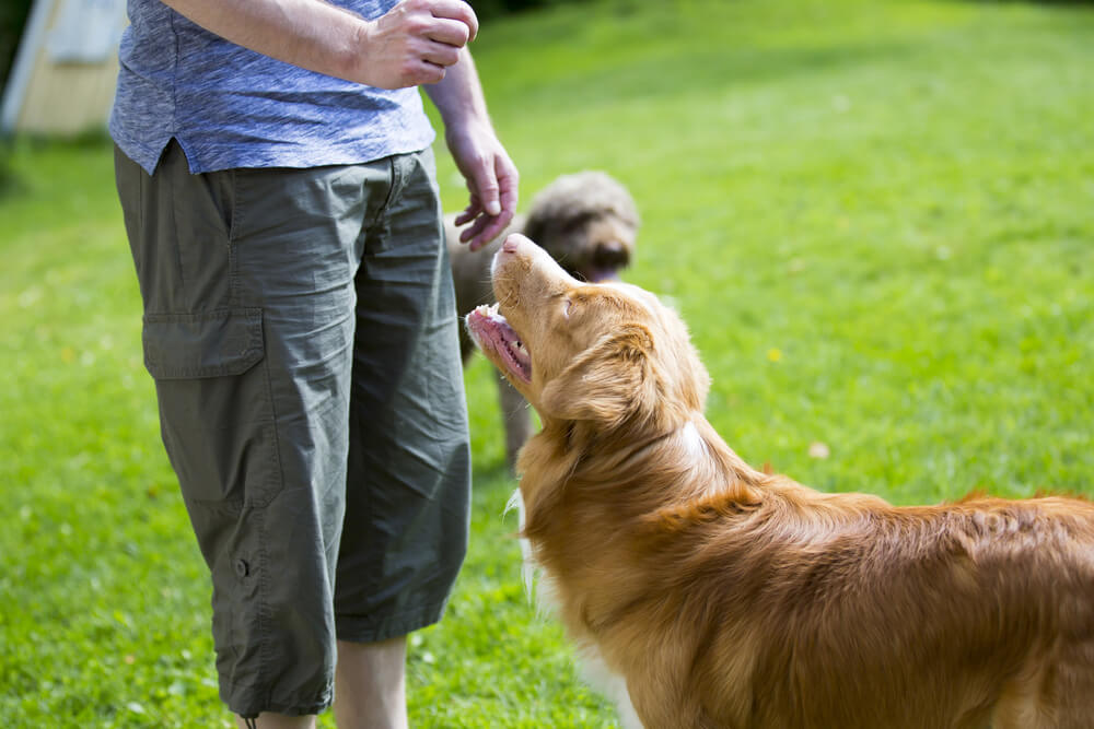 How Much Does It Cost to Train a Duck Dog