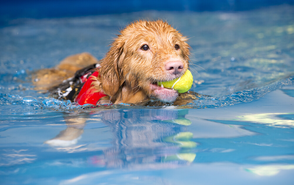 How Much Does It Cost to Train a Duck Dog