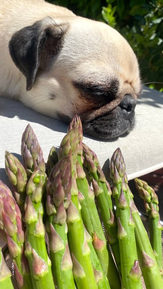 Is Asparagus Poisonous for Dogs