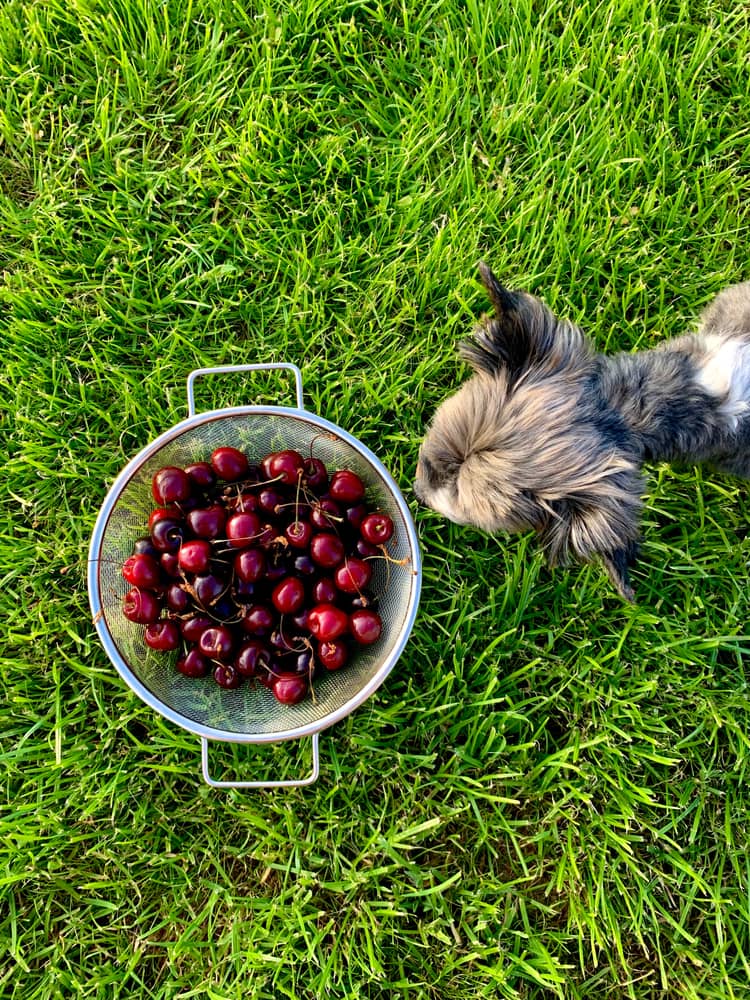 My Dog Ate 20 Cherry Pits