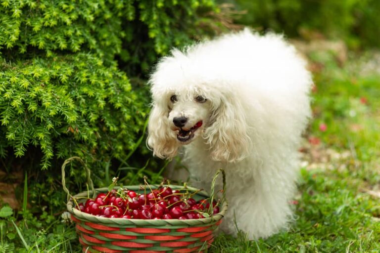 My Dog Ate 20 Cherry Pits – Risks, Symptoms, and What to Do