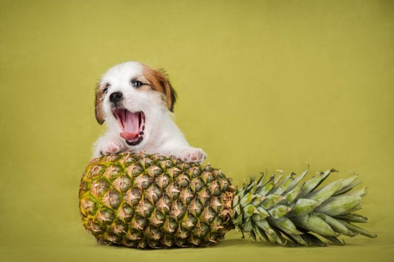Pineapple Frozen Bowls for Dogs?