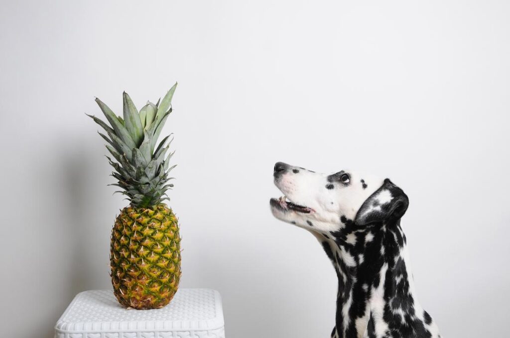 Pineapple frozen bowls for dogs, can dogs eat pineapples, can dog eat pineapple, is pineapple good for dogs, Pineapple Frozen Bowls, Pineapple Frozen