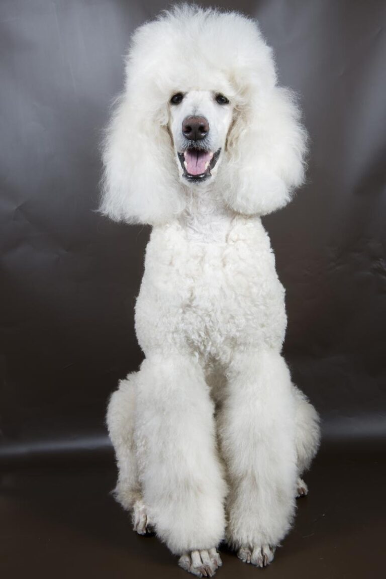 Straight Hair Poodle: A Sleek and Elegant Breed