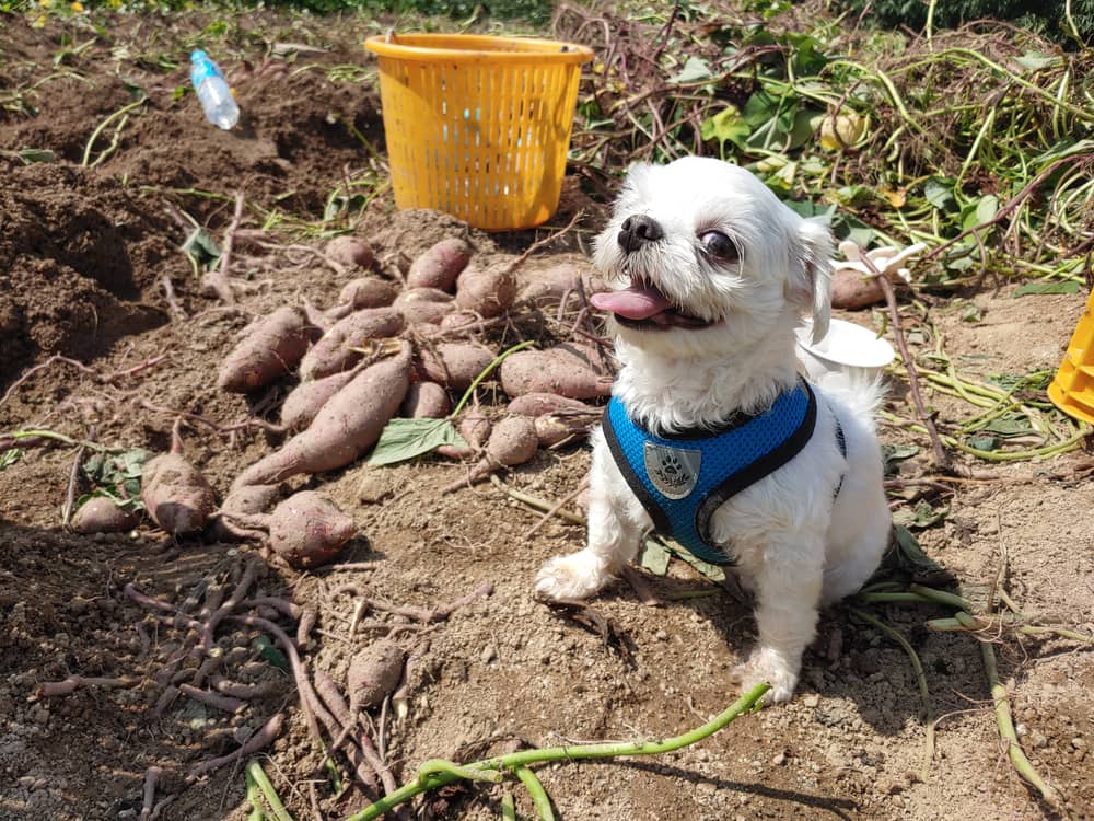 Tasty Blue Ridge Sweet Potato Dog Treats