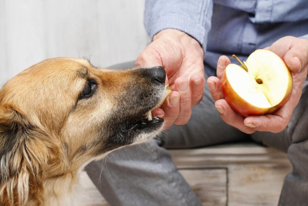 What to do if Dog Eats Crab Apples,can dogs eat apple cores,Can Dogs have Apples,are apples good for dogs,are apple seeds poisonous to dogs,can dogs eat applesauce,can dogs have applesauce