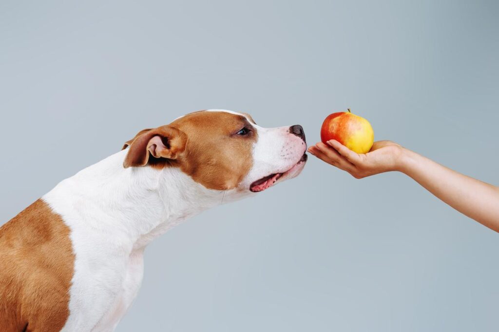 What to do if Dog Eats Crab Apples,can dogs eat apple cores,Can Dogs have Apples,are apples good for dogs,are apple seeds poisonous to dogs,can dogs eat applesauce,can dogs have applesauce