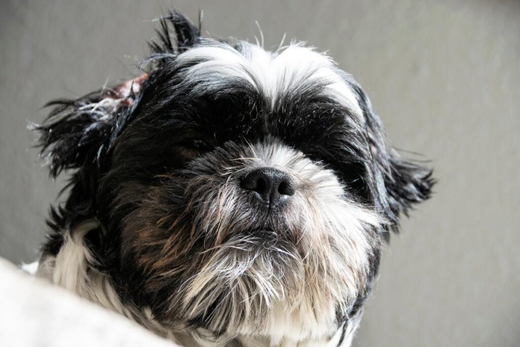 why shih tzus are the worst dogs,shih tzus