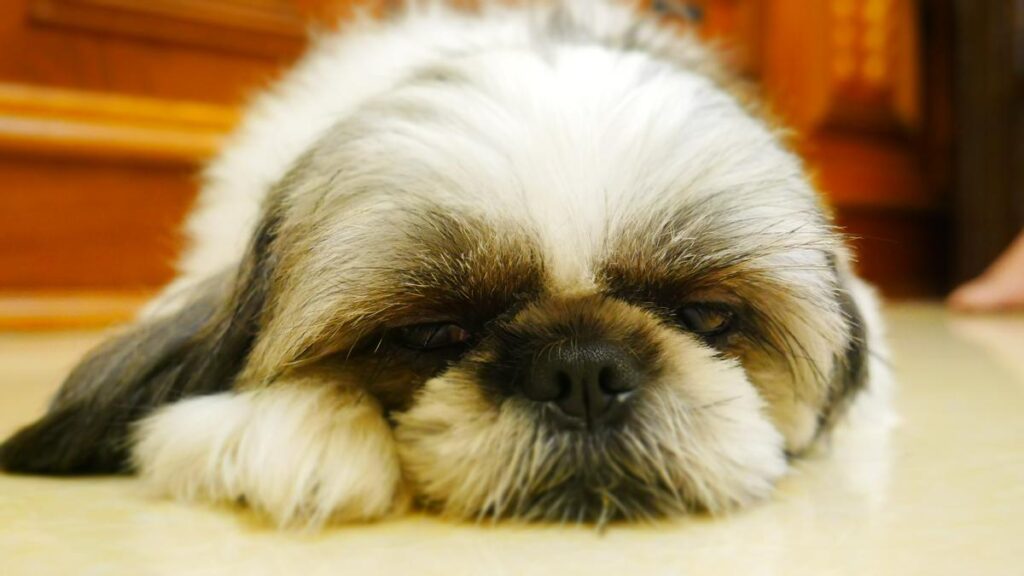 why shih tzus are the worst dogs,shih tzus