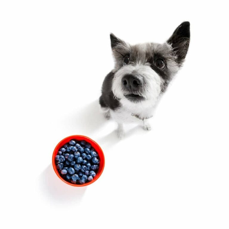 Can Dogs Eat Blueberries? Sweet Treats for Your Pooch