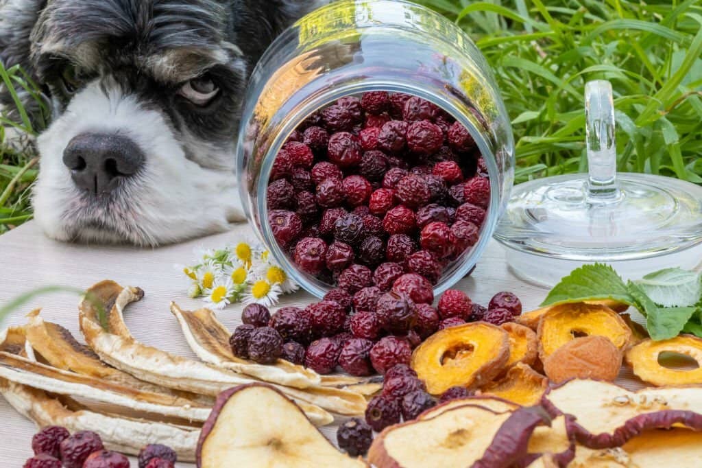 Can Dogs Eat Blueberries?