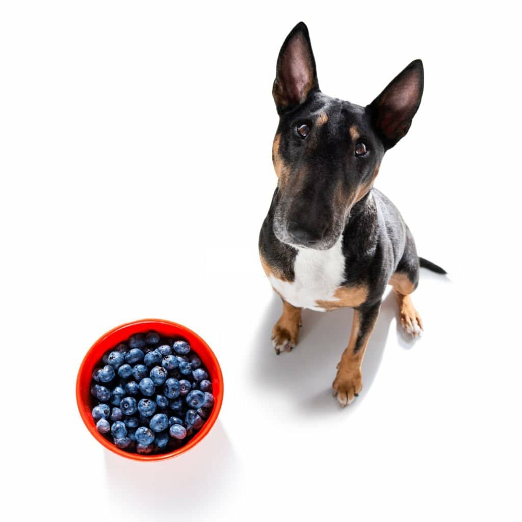 Can Dogs Eat Blueberries?