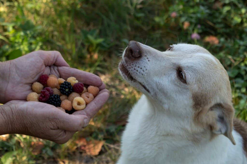 Can Dogs Eat Blueberries?