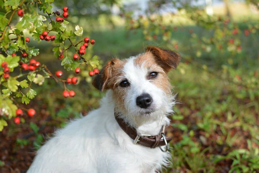 Can Dogs Eat Blueberries?