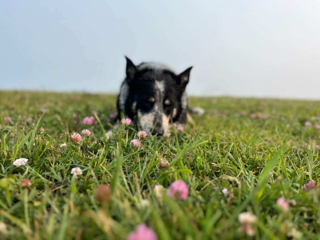 Can Dogs Eat Blueberries?