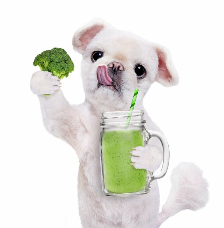 Can Dogs Eat Broccoli? – The Benefits and Risks