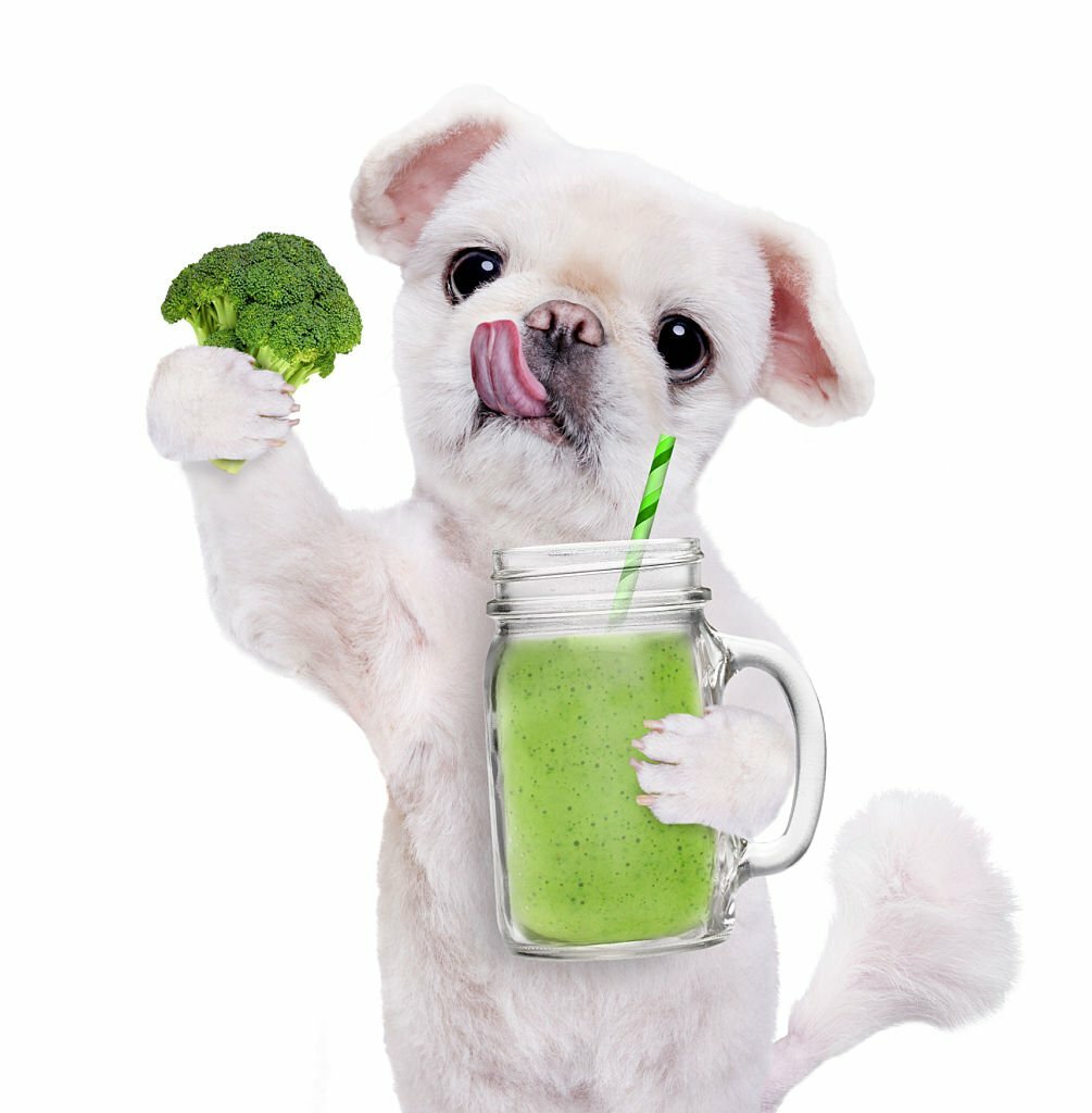 Picture of Can Dogs Eat Broccoli? MetaWoofs