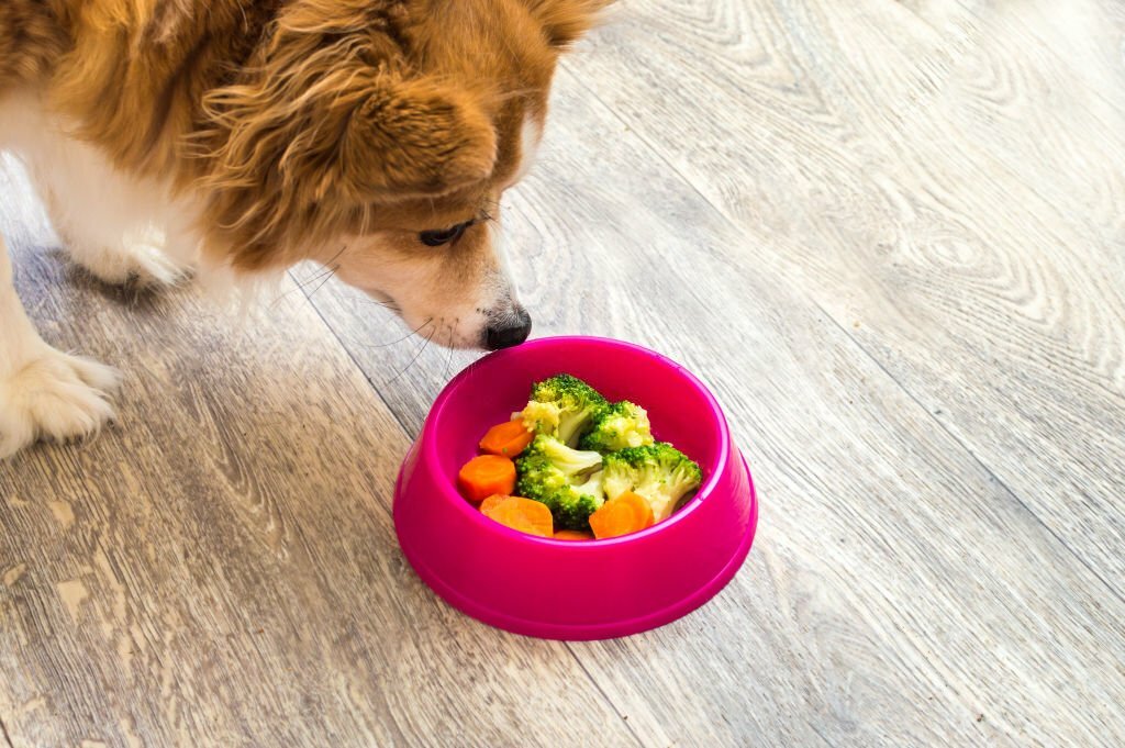 Can Dogs Eat Broccoli,can dog eat broccoli,can dogs eat broccoli stems,can dogs eat raw broccoli,can dogs eat cooked broccoli