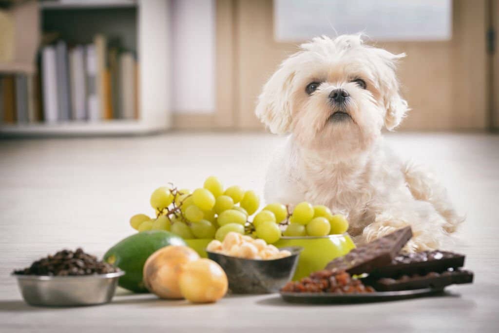 Can Dogs Eat Grapes?