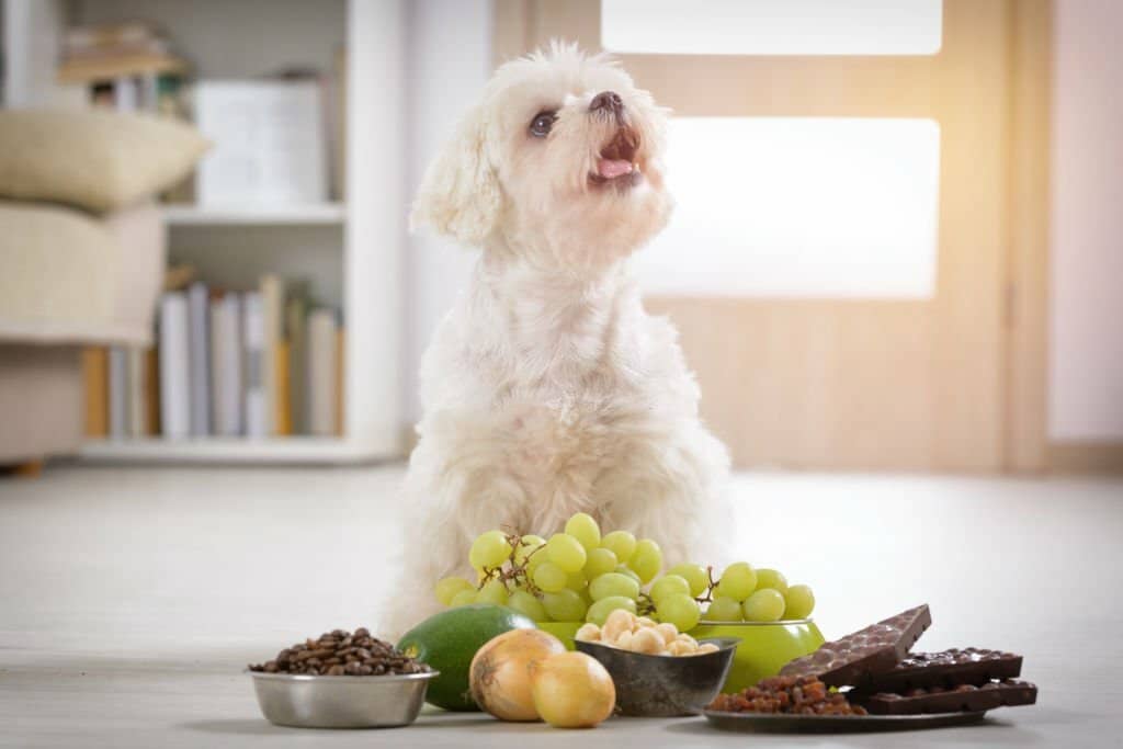 Can Dogs Eat Grapes?