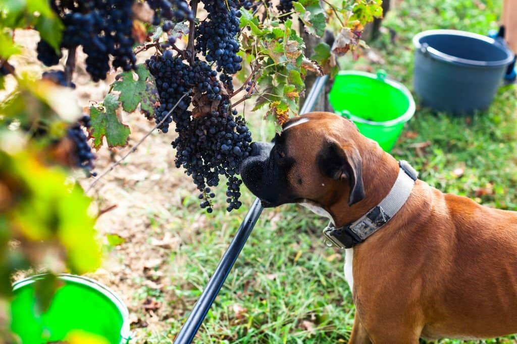 Can Dogs Eat Grapes?