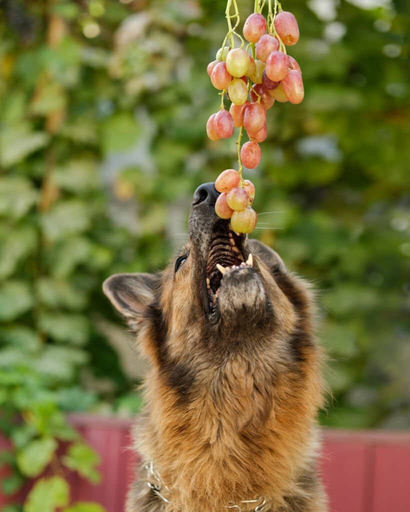 Can Dogs Eat Grapes - MetaWoofs