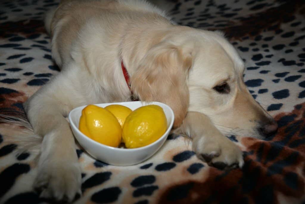 Can Dogs Eat Mango?