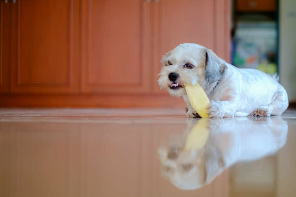 Can Dogs Eat Mango?