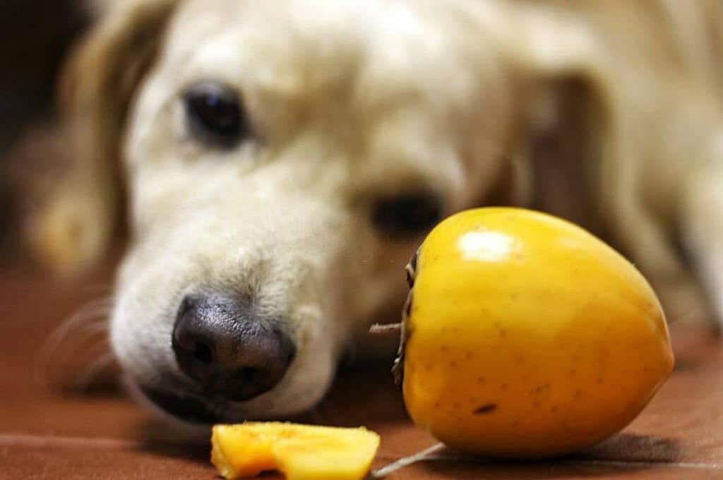 Can Dogs Eat Mango?